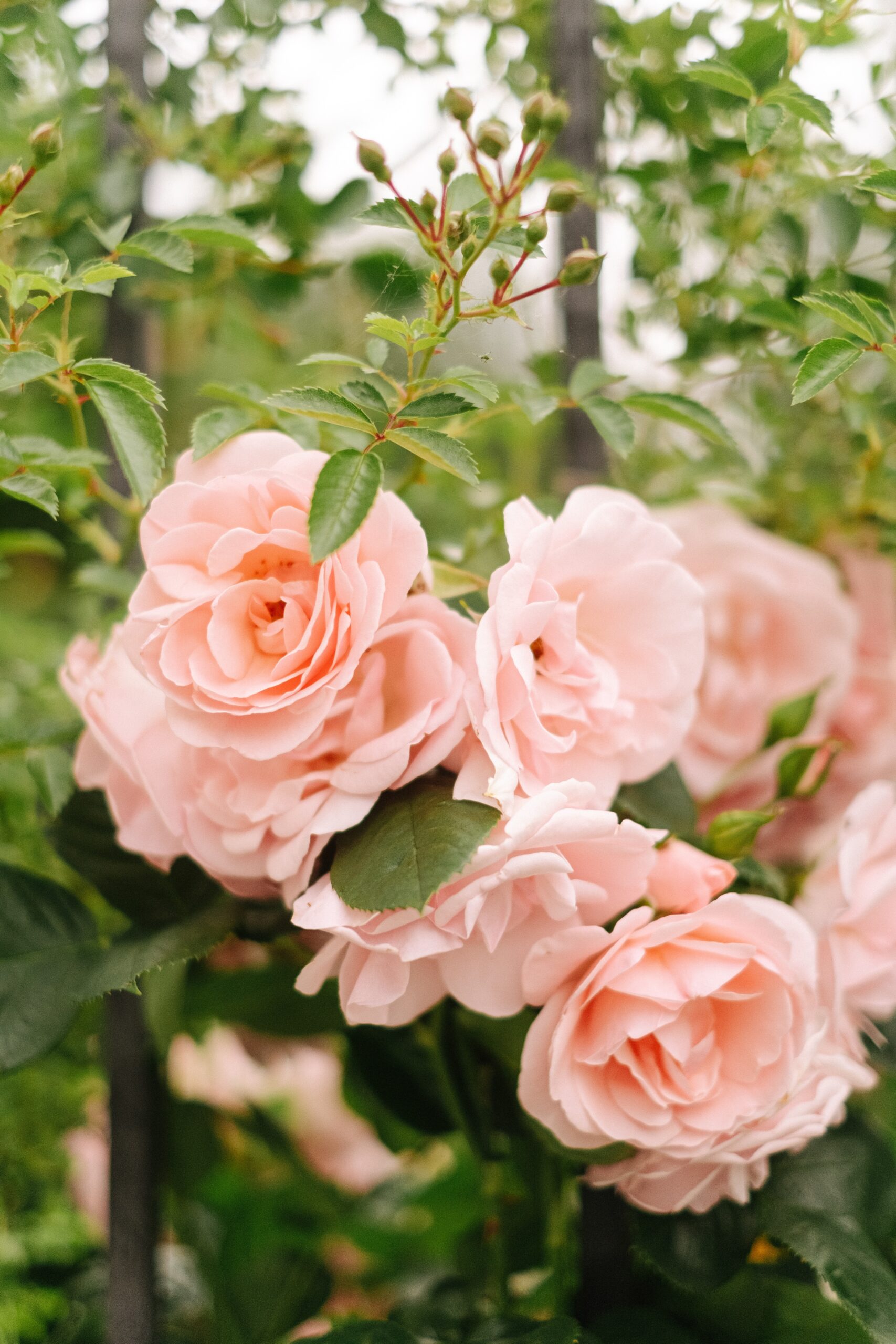 Photo by Ivan Samkov: https://www.pexels.com/photo/elegant-roses-in-bloom-4899528/